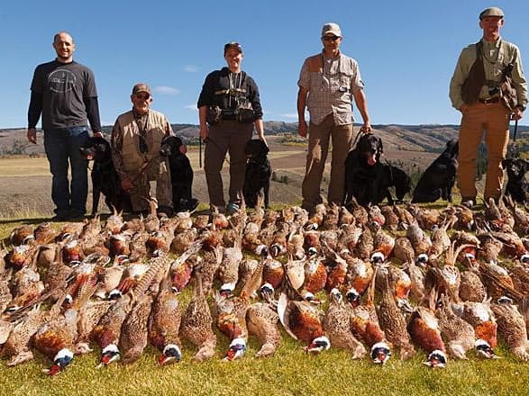 Four hunters and five dogs pose behind a large pile of pheasants after a hunt.