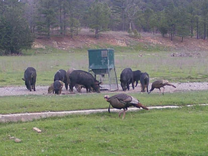 A flock of black wild hogs forages near a hunting blind with two turkeys in the foreground. Green field with trees in the ...