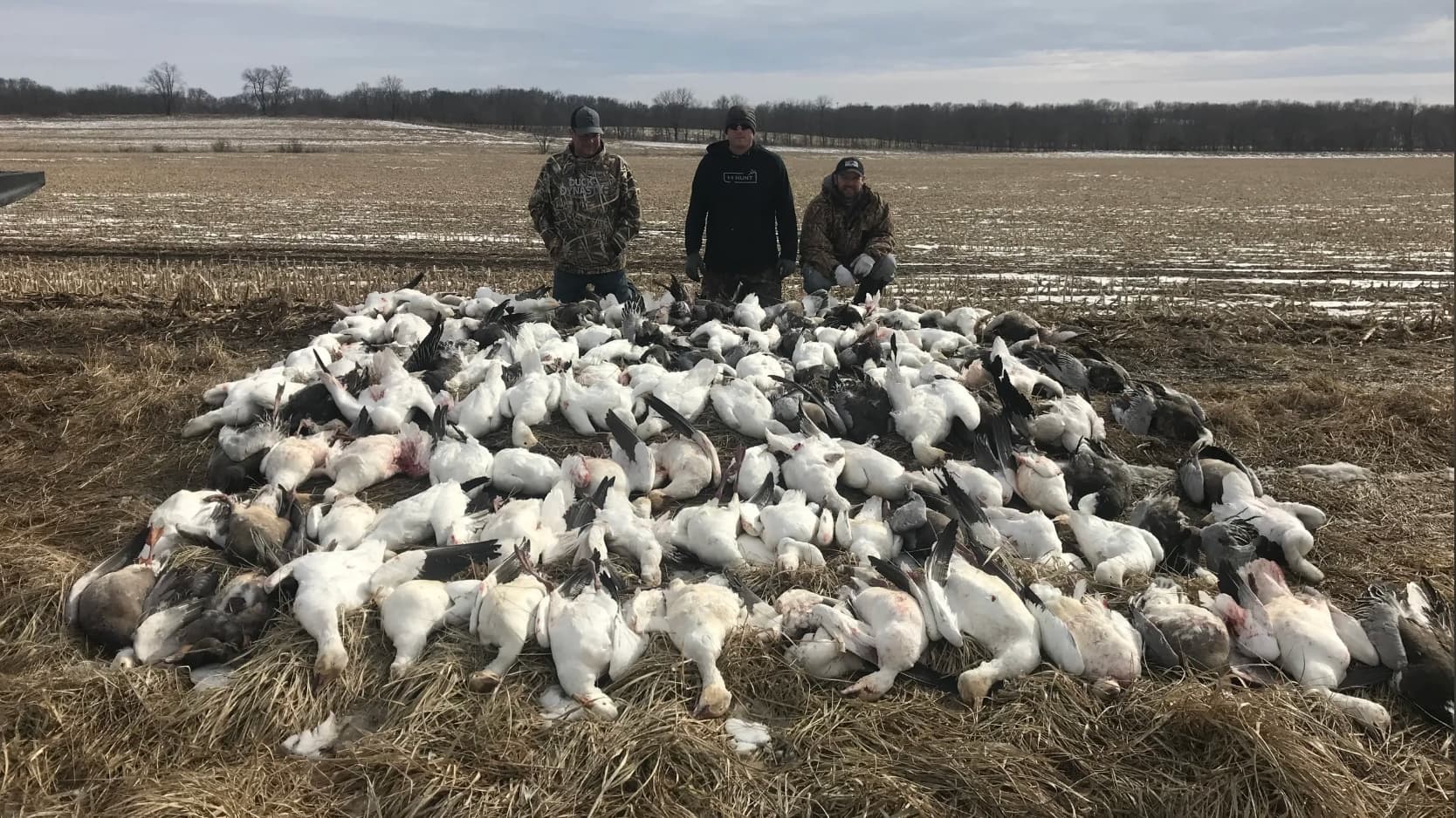 Three men pose in front of a large pile of dead snow geese in a harvested field. Geese are mostly white with some grey/brown.