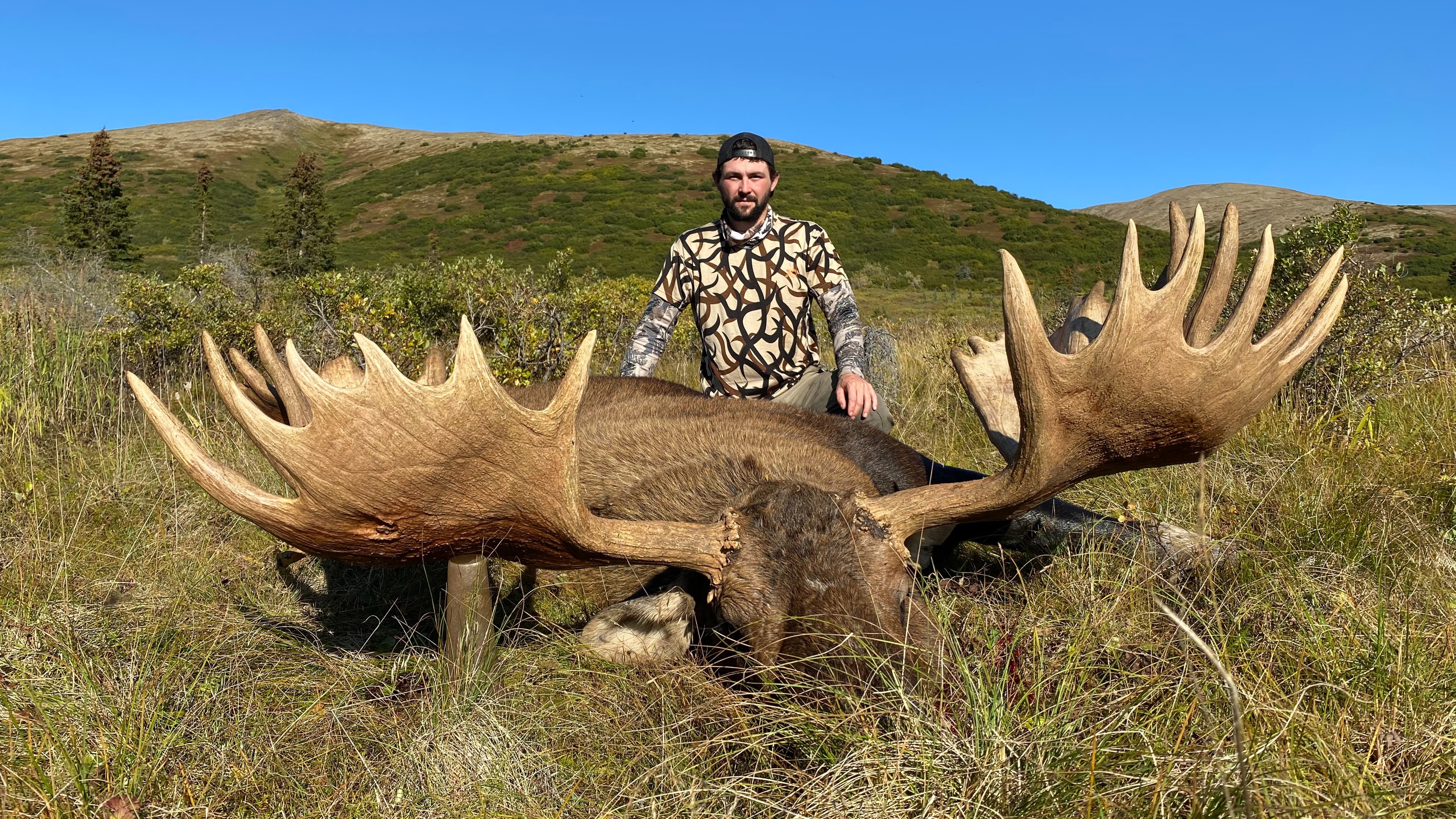 Man sits behind a large moose, its antlers dominating the foreground. The moose lies in grass, with a mountain backdrop an...